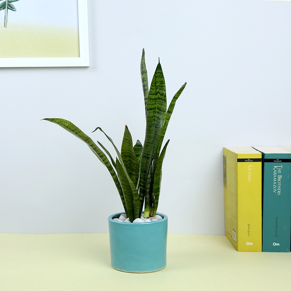 Beautiful Japanese bonsai tree growing in ceramic potted plant on transparent background, png Beautiful Japanese bonsai tree growing in ceramic potted plant on transparent background, png