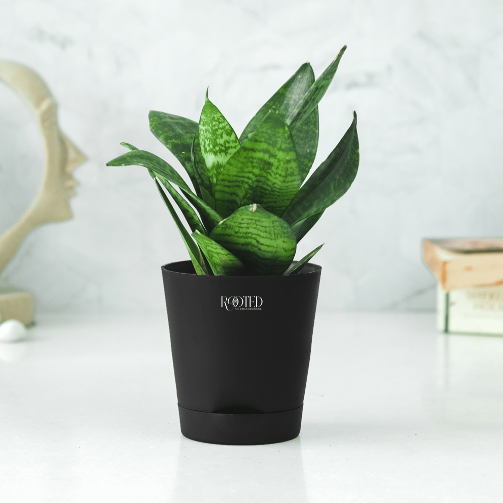Rooted Snake Plant in Matte Black Self Watering Pot Price - Buy Online at  Best Price in India