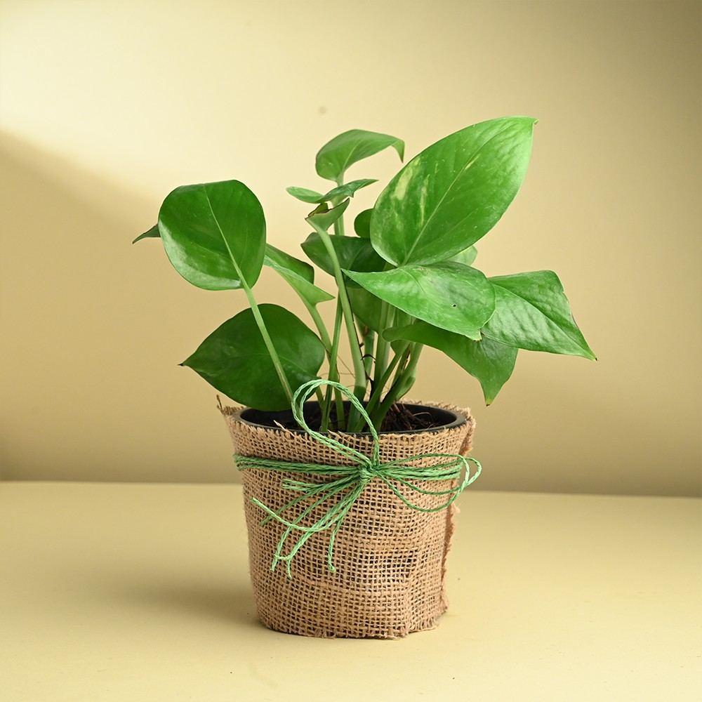 billietiae philodendron Philodendron billietiae | Plants