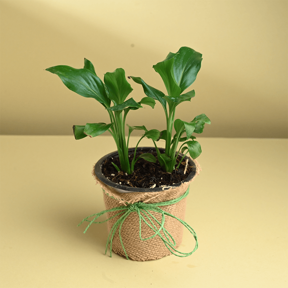 artificial snake plant australia 2' UV Resistant Artificial Sansevieria Plant in White Decorative Planter  (Indoor/Outdoor)
