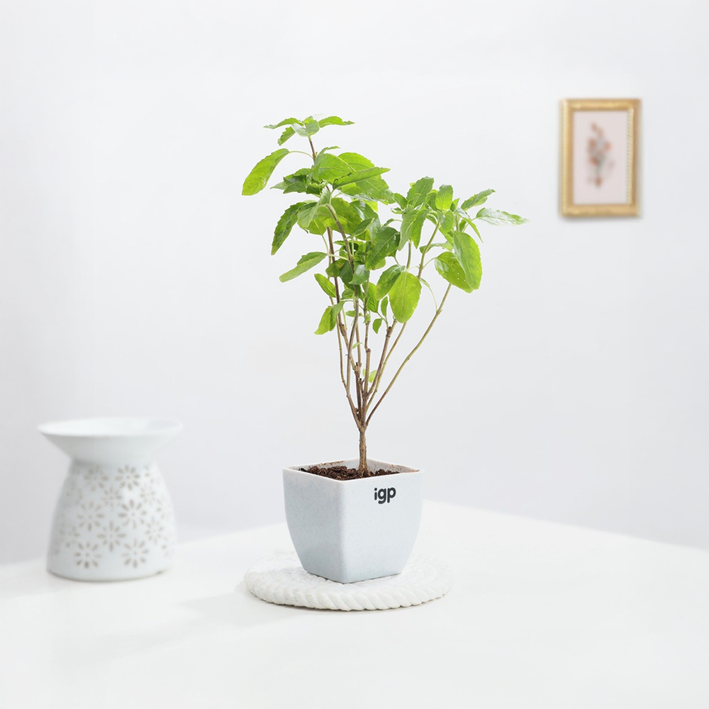 hanging plant baskets indoor Acerra Hanging Basket, 2-Pack – Algreen Products main image 0