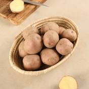 Red Potato (Aloo)