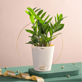 Nurturing Green ZZ Plant in Premium Ceramic Pot Price - Buy Online