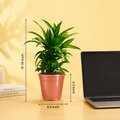 Croton Assorted Nurturing Green Song of India Plant Price - Buy Online at ₹199 in India