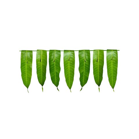 Mango String Mango Leaves String / Toran Price - Buy Online at Best Price in India