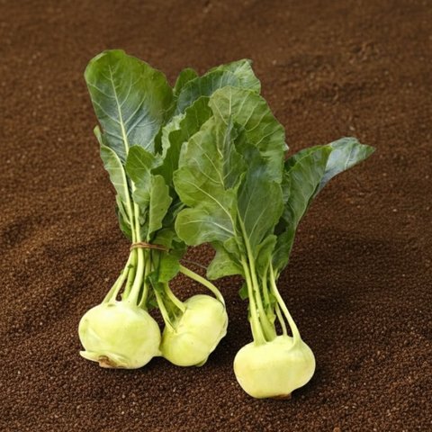 Knolkol Organically Grown Knol Khol Price - Buy Online at Best Price in India