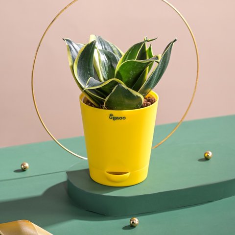 Ugaoo sansevieria golden snake plant in self watering pot price buy