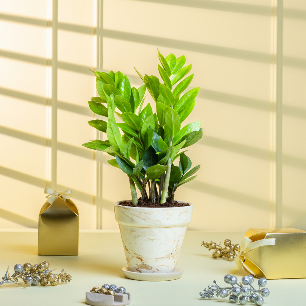 silver pothos Scindapsus pictus 'Silvery Ann'