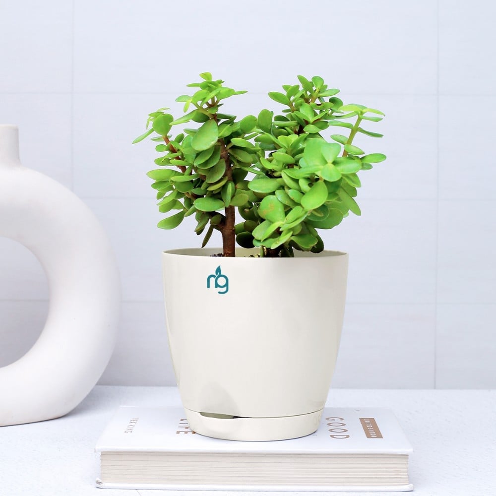 Nurturing Green Jade Plant In 4 5 Inch Ivory Self Watering Plastic Pot nurturing-green-jade-plant-in-4-5-inch-ivory-self-watering-plastic-pot