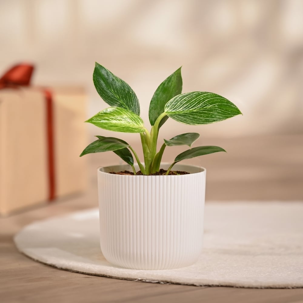 Ugaoo Philodendron Birkin Premium Plant with White Ibiza Pot Price