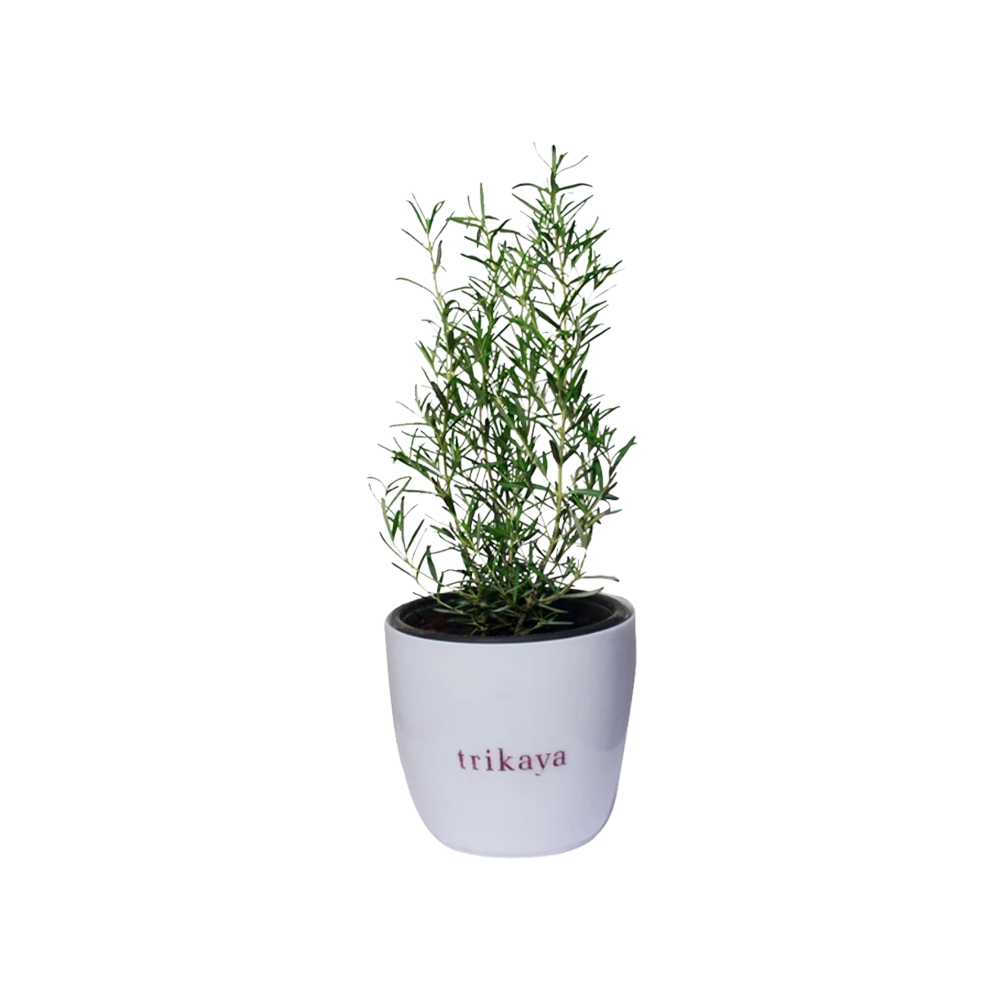 Rosemary Potted Plant by Trikaya Price - Buy Online at Best Price