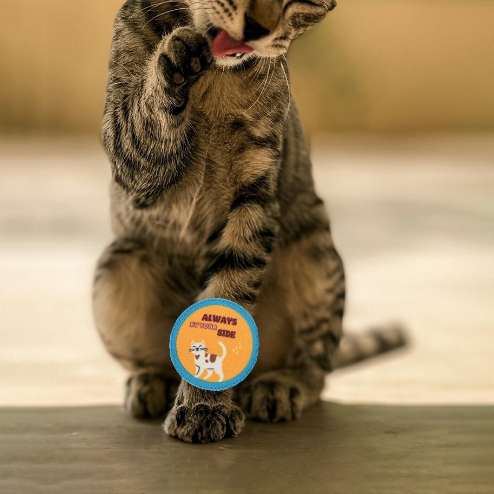 BearHugs Cat Rakhi - Always by your side Price - Buy Online at Best ...