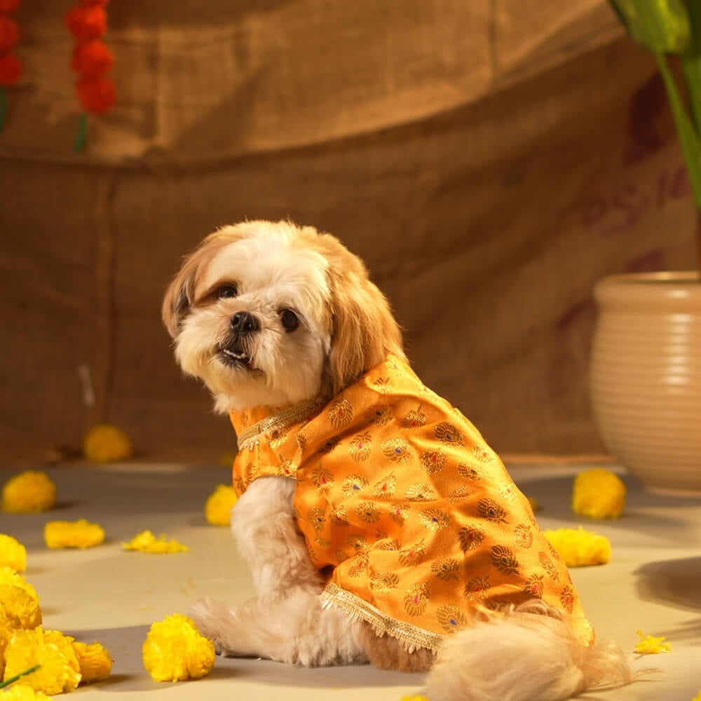 Pet Set Go Dog Kurta (Yellow) Price - Buy Online at Best Price in India
